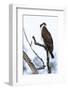 Shoshone National Forest, Wyoming. Osprey Sits on a Branch-Janet Muir-Framed Photographic Print