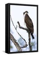 Shoshone National Forest, Wyoming. Osprey Sits on a Branch-Janet Muir-Framed Stretched Canvas