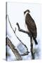 Shoshone National Forest, Wyoming. Osprey Sits on a Branch-Janet Muir-Stretched Canvas