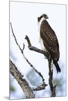 Shoshone National Forest, Wyoming. Osprey Sits on a Branch-Janet Muir-Mounted Premium Photographic Print