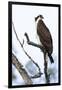 Shoshone National Forest, Wyoming. Osprey Sits on a Branch-Janet Muir-Framed Premium Photographic Print