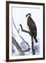 Shoshone National Forest, Wyoming. Osprey Sits on a Branch-Janet Muir-Framed Photographic Print