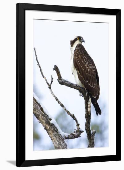 Shoshone National Forest, Wyoming. Osprey Sits on a Branch-Janet Muir-Framed Photographic Print