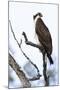 Shoshone National Forest, Wyoming. Osprey Sits on a Branch-Janet Muir-Mounted Photographic Print