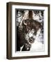 Shoshone National Forest, Wyoming, Usa. Bison with Snow on Face-Janet Muir-Framed Photographic Print