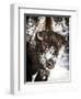 Shoshone National Forest, Wyoming, Usa. Bison with Snow on Face-Janet Muir-Framed Photographic Print