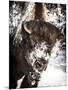 Shoshone National Forest, Wyoming, Usa. Bison with Snow on Face-Janet Muir-Mounted Photographic Print