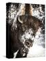 Shoshone National Forest, Wyoming, Usa. Bison with Snow on Face-Janet Muir-Stretched Canvas