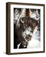 Shoshone National Forest, Wyoming, Usa. Bison with Snow on Face-Janet Muir-Framed Photographic Print