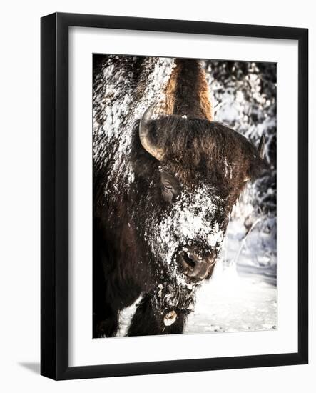 Shoshone National Forest, Wyoming, Usa. Bison with Snow on Face-Janet Muir-Framed Photographic Print