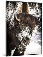 Shoshone National Forest, Wyoming, Usa. Bison with Snow on Face-Janet Muir-Mounted Photographic Print