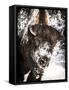 Shoshone National Forest, Wyoming, Usa. Bison with Snow on Face-Janet Muir-Framed Stretched Canvas