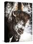 Shoshone National Forest, Wyoming, Usa. Bison with Snow on Face-Janet Muir-Stretched Canvas