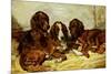 Shot and His Friends - Three Irish Red and White Setters, 1876-John Emms-Mounted Giclee Print