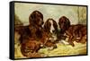 Shot and His Friends - Three Irish Red and White Setters, 1876-John Emms-Framed Stretched Canvas