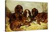 Shot and His Friends - Three Irish Red and White Setters, 1876-John Emms-Stretched Canvas