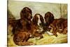 Shot and His Friends - Three Irish Red and White Setters, 1876-John Emms-Stretched Canvas