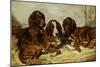 Shot and His Friends, Three Irish Red and White Setters, 1876-John Emms-Mounted Giclee Print