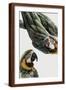 Brown Frame