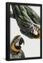 Essential Black