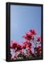 Essential Black