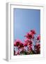White Frame