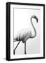 Black Frame