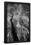 Essential Black