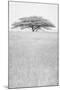 Wood Mount