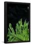 Essential Black