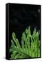 Canvas Black