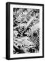 Black Frame