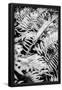 Essential Black