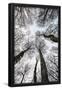 Essential Black