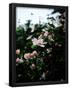 Essential Black
