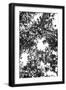 Black Frame