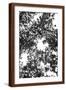 Brown Frame