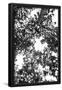 Essential Black