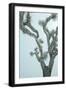 Black Frame