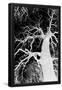 Essential Black