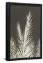 Essential Black