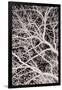 Gramercy Black