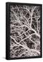 Essential Black