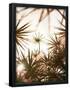 Essential Black