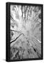 Essential Black