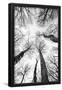 Essential Black