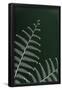 Essential Black