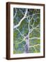 Brown Frame