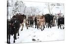 Stretched Canvas