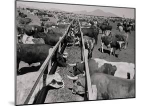 Shot of Cattle Feeding System-Philip Gendreau-Mounted Photographic Print